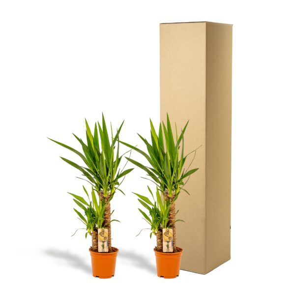 2x Yucca en pot Ø17cm. Plante verte type 2x Yucca, livrée en pot, idéale pour intérieur lumineux. – Image 5