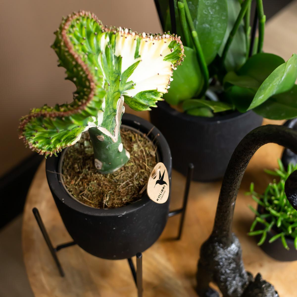 Kolibri Home | Plantenstandaard en pot Ø12cm. Plante verte type Kolibri Home | Plantenstandaard, livrée en pot, idéale pour intérieur lumineux. – Image 3