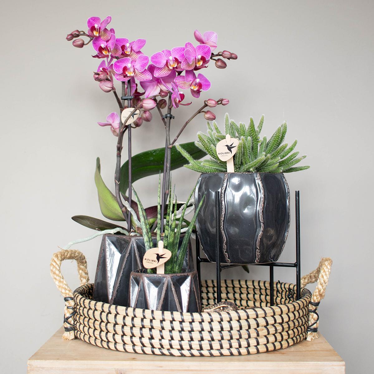 Kolibri Home | Plantenstandaard en pot Ø12cm. Plante verte type Kolibri Home | Plantenstandaard, livrée en pot, idéale pour intérieur lumineux. – Image 4