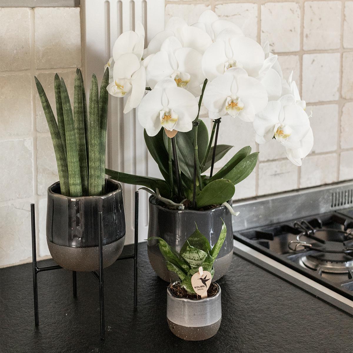 Kolibri Home | Plantenstandaard en pot Ø12cm. Plante verte type Kolibri Home | Plantenstandaard, livrée en pot, idéale pour intérieur lumineux. – Image 6