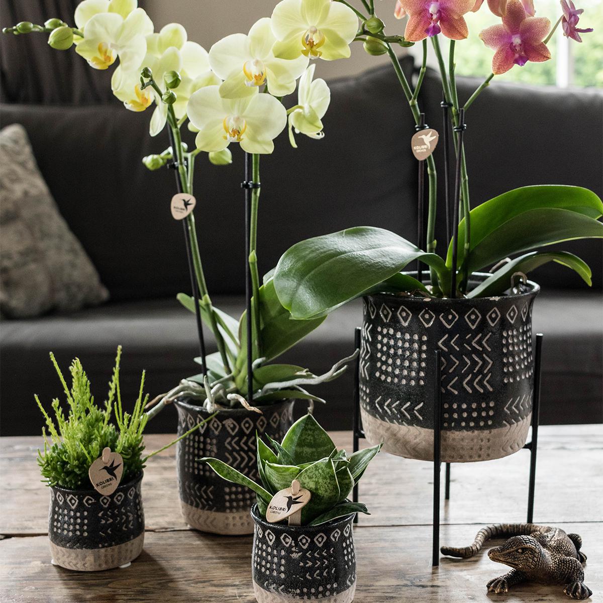Kolibri Home | Plantenstandaard en pot Ø12cm. Plante verte type Kolibri Home | Plantenstandaard, livrée en pot, idéale pour intérieur lumineux. – Image 8
