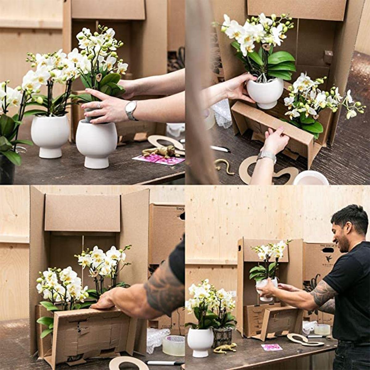 Kolibri Home | Plantenstandaard en pot Ø12cm. Plante verte type Kolibri Home | Plantenstandaard, livrée en pot, idéale pour intérieur lumineux. – Image 9