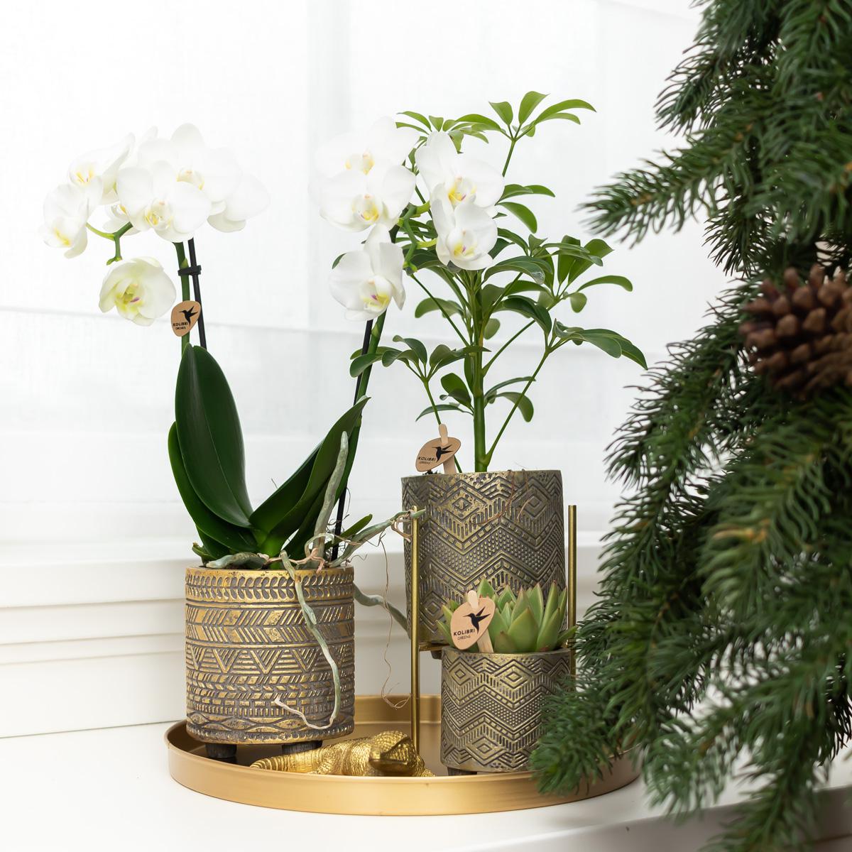 Kolibri Home | Plantenstandaard en pot Ø12cm. Plante verte type Kolibri Home | Plantenstandaard, livrée en pot, idéale pour intérieur lumineux. – Image 2