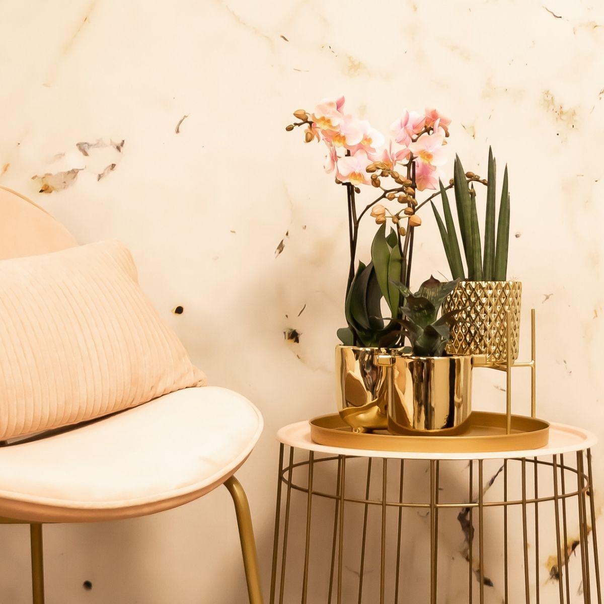 Kolibri Home | Plantenstandaard en pot Ø12cm. Plante verte type Kolibri Home | Plantenstandaard, livrée en pot, idéale pour intérieur lumineux. – Image 3