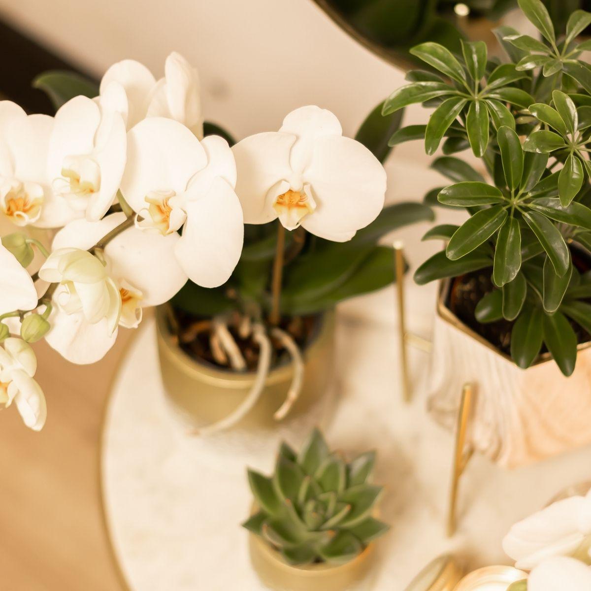 Kolibri Home | Plantenstandaard en pot Ø12cm. Plante verte type Kolibri Home | Plantenstandaard, livrée en pot, idéale pour intérieur lumineux. – Image 4