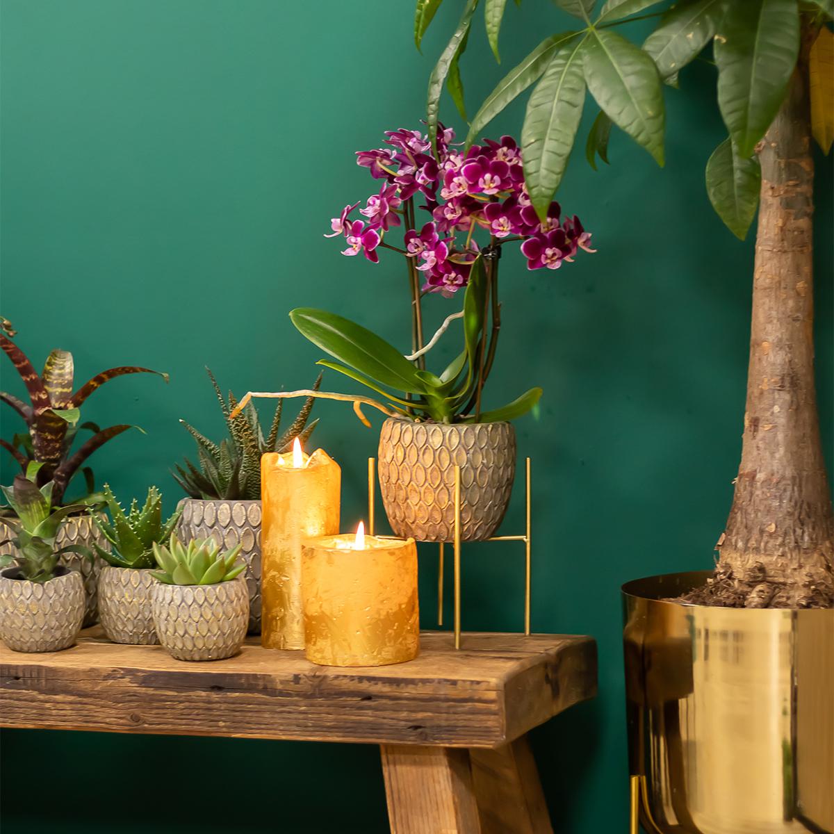 Kolibri Home | Plantenstandaard en pot Ø12cm. Plante verte type Kolibri Home | Plantenstandaard, livrée en pot, idéale pour intérieur lumineux. – Image 5