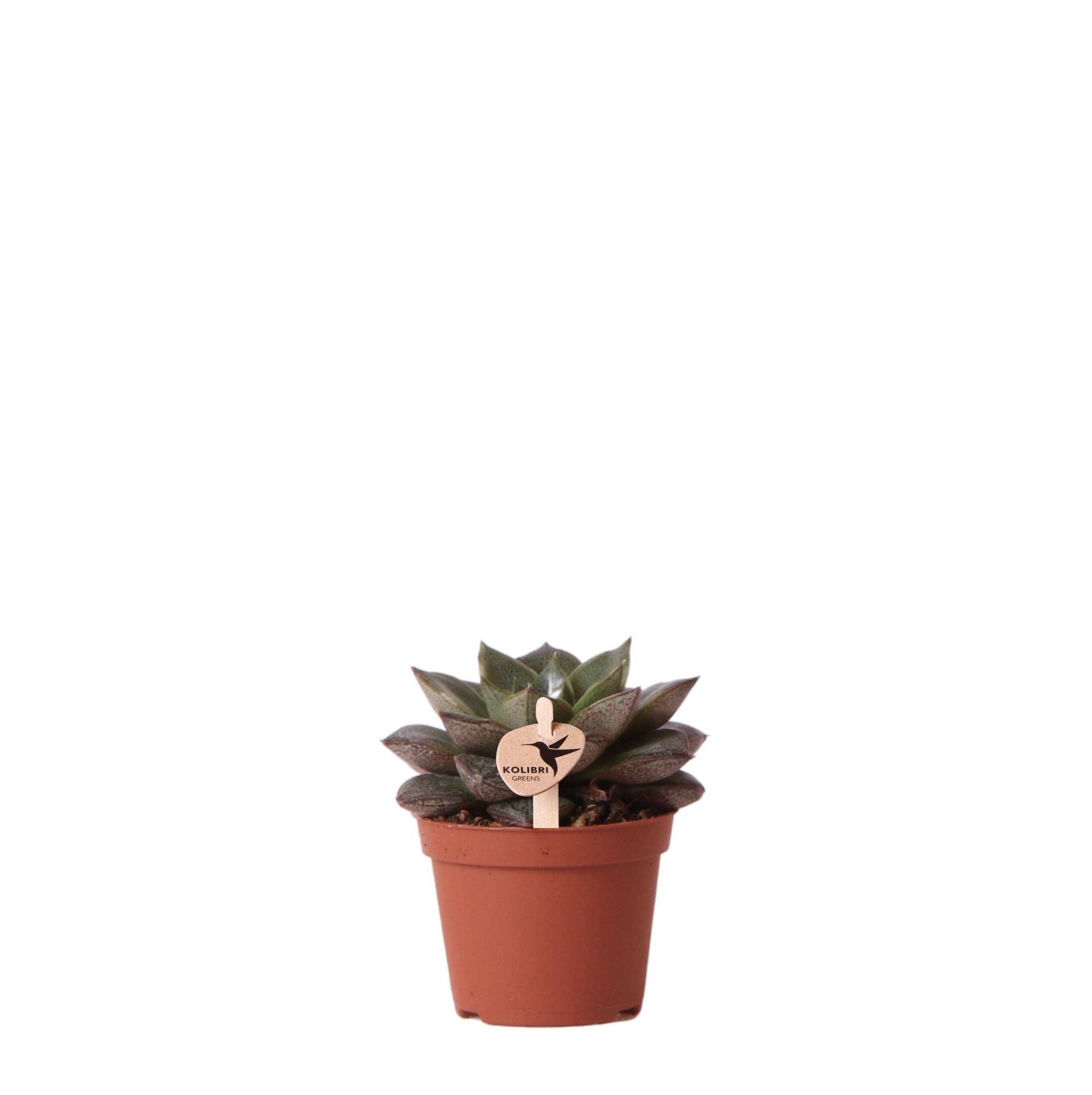 Kolibri Greens | Groene plant en pot Ø6cm. Plante verte type Kolibri Greens | Groene plant, livrée en pot, idéale pour intérieur lumineux.