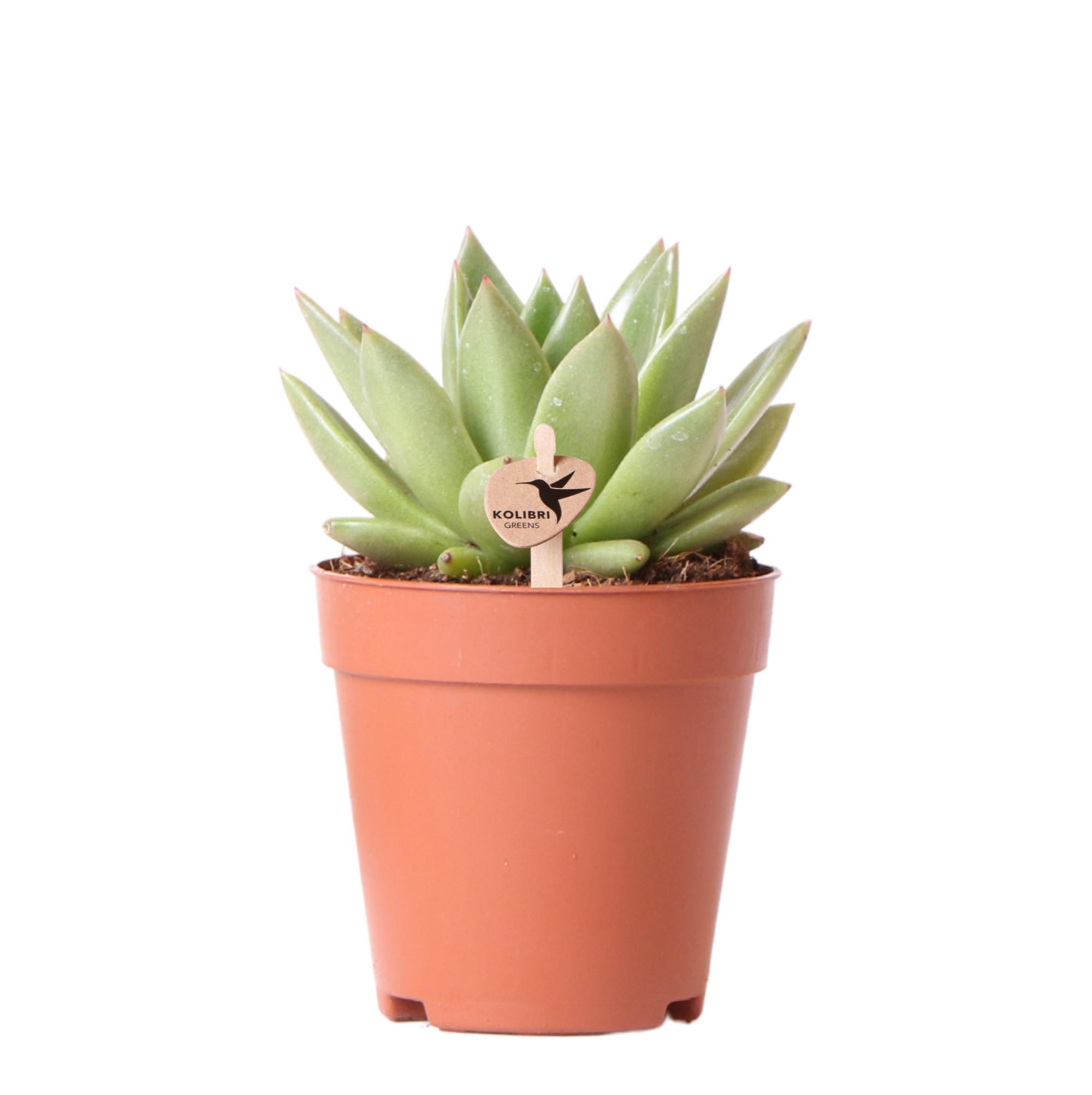 Kolibri Greens | Groene plant en pot Ø9cm. Plante verte type Kolibri Greens | Groene plant, livrée en pot, idéale pour intérieur lumineux.