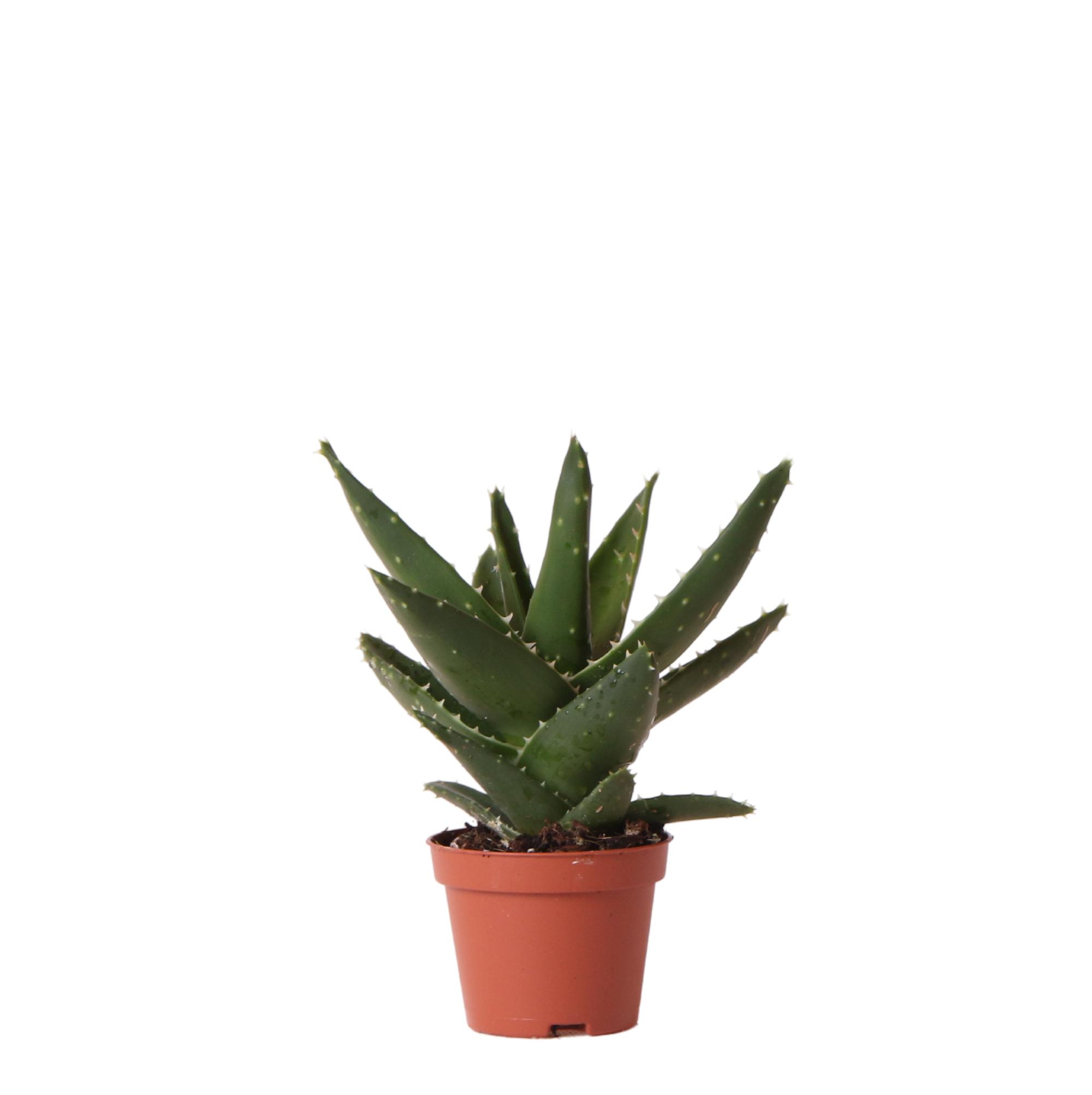Kolibri Greens | Groene plant en pot Ø6cm. Plante verte type Kolibri Greens | Groene plant, livrée en pot, idéale pour intérieur lumineux.