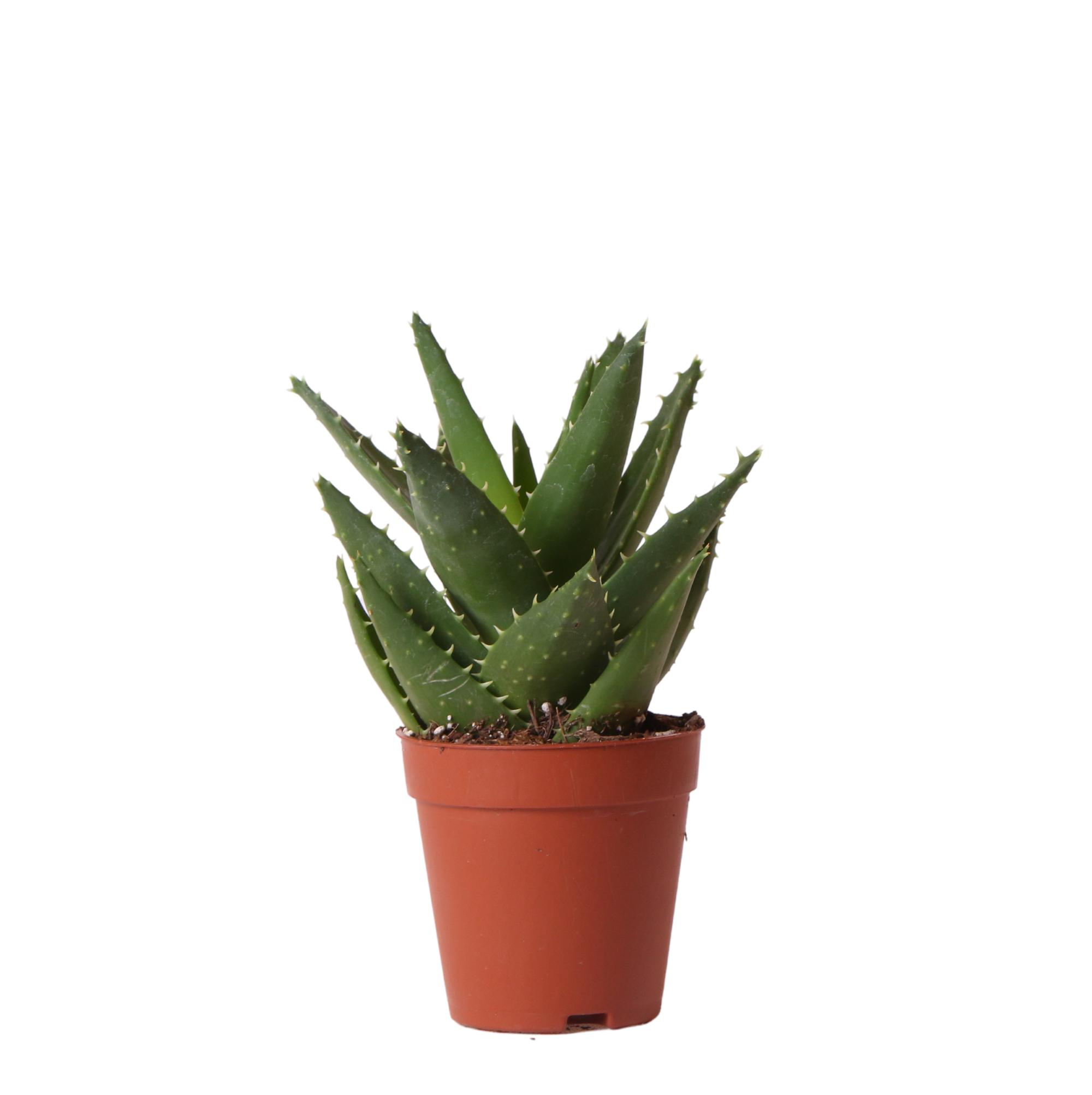 Kolibri Greens | Groene plant en pot Ø9cm. Plante verte type Kolibri Greens | Groene plant, livrée en pot, idéale pour intérieur lumineux.