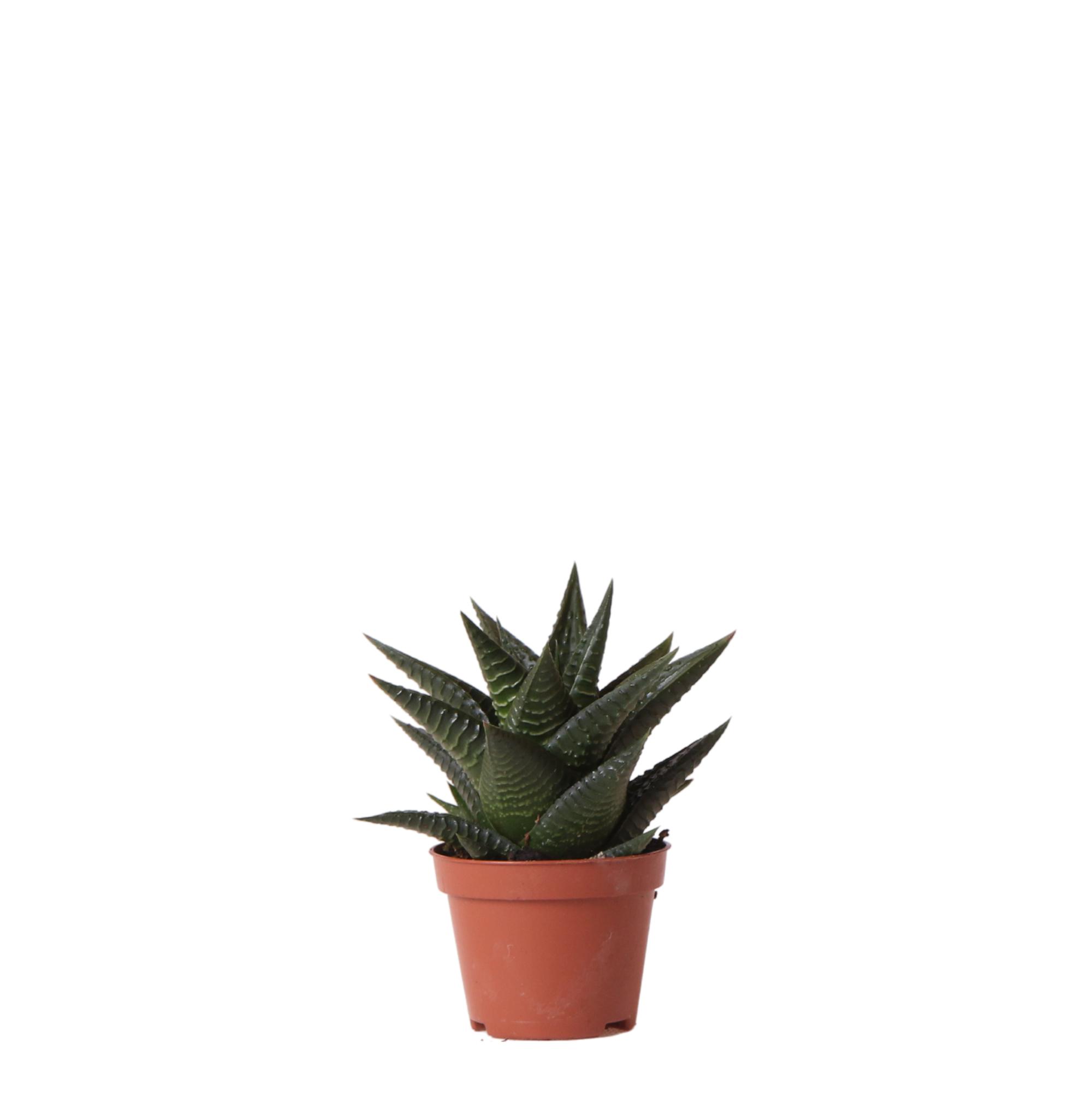 Kolibri Greens | Groene plant en pot Ø6cm. Plante verte type Kolibri Greens | Groene plant, livrée en pot, idéale pour intérieur lumineux.