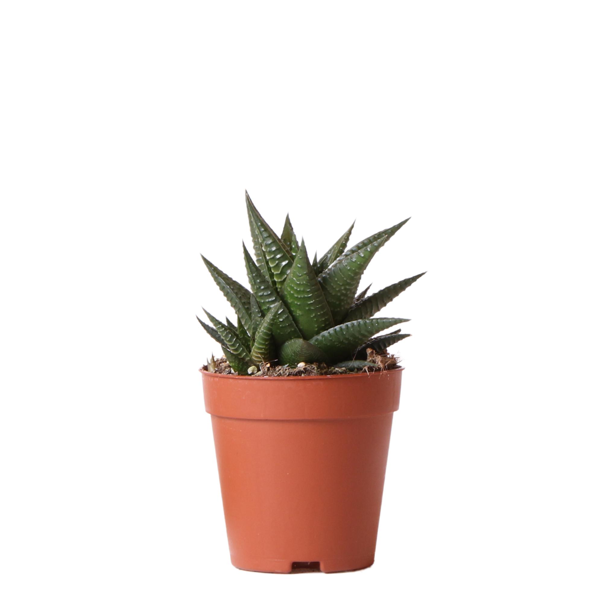 Kolibri Greens | Groene plant en pot Ø9cm. Plante verte type Kolibri Greens | Groene plant, livrée en pot, idéale pour intérieur lumineux.