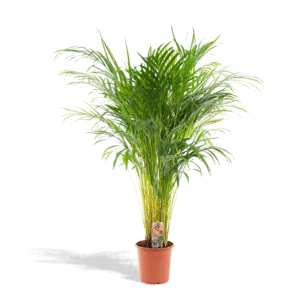 Areca palm en pot Ø21cm  Hauteur 110cm. Plante verte type Areca palm, livrée en pot, idéale pour intérieur lumineux.
