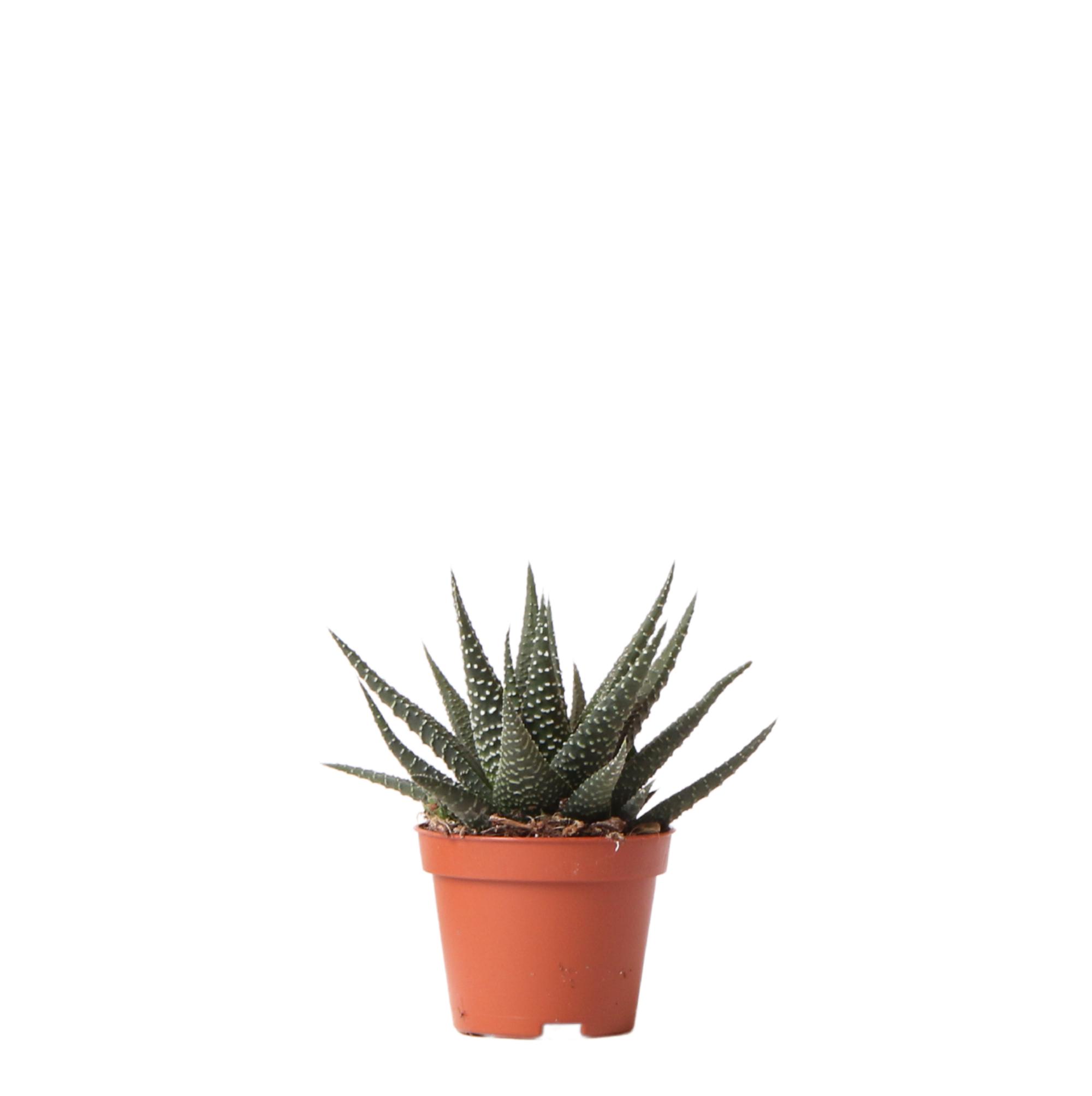 Kolibri Greens | Groene plant en pot Ø6cm. Plante verte type Kolibri Greens | Groene plant, livrée en pot, idéale pour intérieur lumineux.