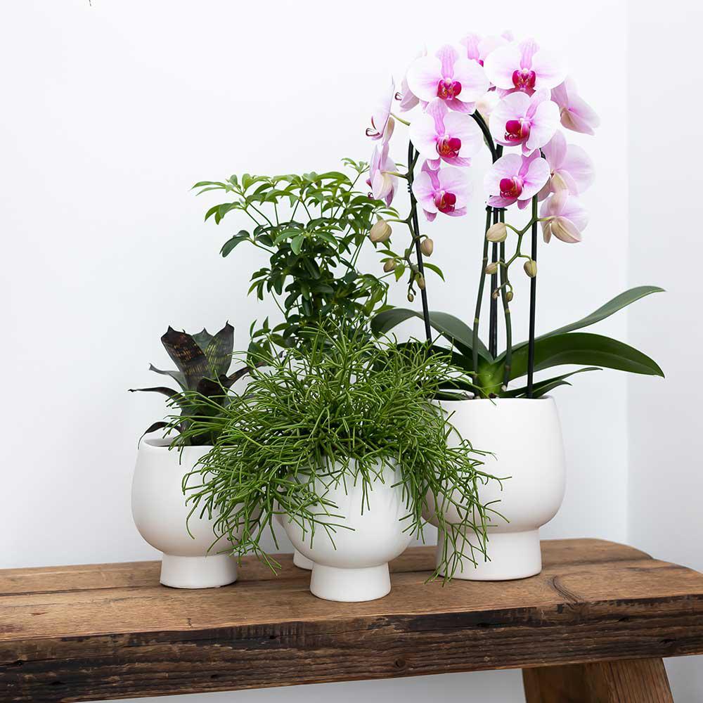 Kolibri Home | Scandic white bloempot en pot Ø9cm. Plante verte type Kolibri Home | Scandic white bloempot, livrée en pot, idéale pour intérieur lumineux. – Image 2