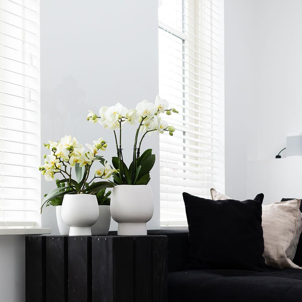 Kolibri Home | Scandic white bloempot en pot Ø9cm. Plante verte type Kolibri Home | Scandic white bloempot, livrée en pot, idéale pour intérieur lumineux. – Image 4