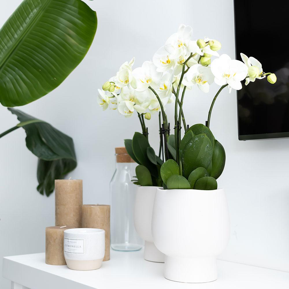 Kolibri Home | Scandic white bloempot en pot Ø9cm. Plante verte type Kolibri Home | Scandic white bloempot, livrée en pot, idéale pour intérieur lumineux. – Image 5