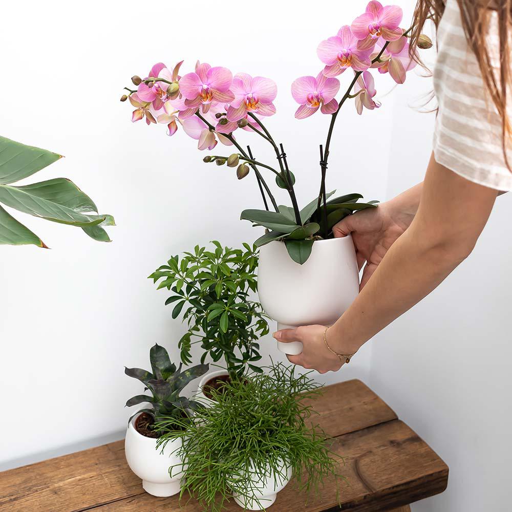 Kolibri Home | Scandic white bloempot en pot Ø9cm. Plante verte type Kolibri Home | Scandic white bloempot, livrée en pot, idéale pour intérieur lumineux. – Image 6