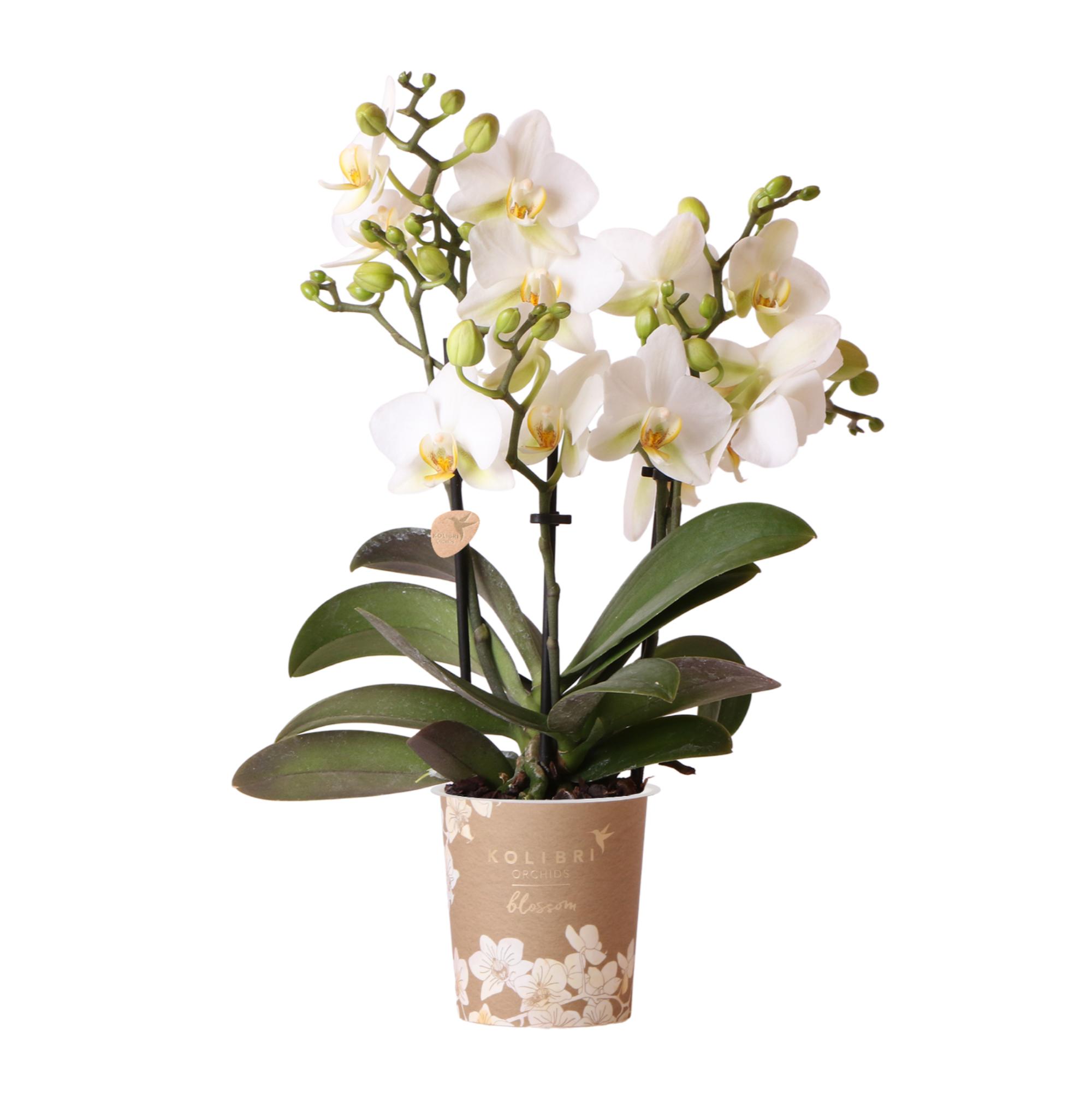 Kolibri Orchids | Witte phalaenopsis orchidee en pot Ø9cm. Plante verte type Kolibri Orchids | Witte phalaenopsis orchidee, livrée en pot, idéale pour intérieur lumineux.
