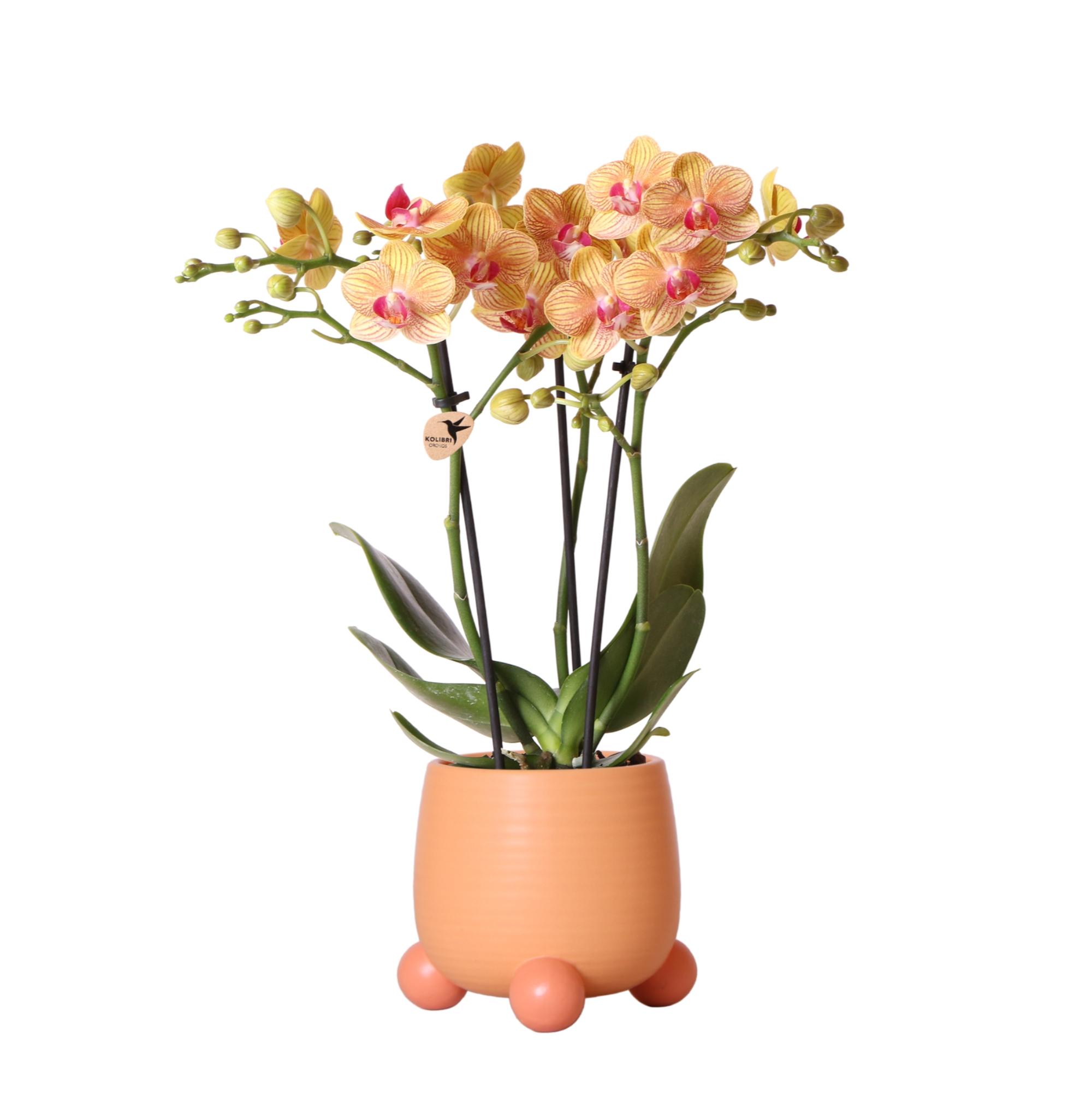 Kolibri Orchids | Oranje Phalaenopsis orchidee  Jamaica + Rolling sierpot peach  potmaat Ø9cm | bloeiende kamerplant in bloempot en pot Ø9cm. Plante verte type Kolibri Orchids | Oranje Phalaenopsis orchidee  Jamaica + Rolling sierpot peach  potmaat Ø9cm | bloeiende kamerplant in bloempot, livrée en pot, idéale pour intérieur lumineux.