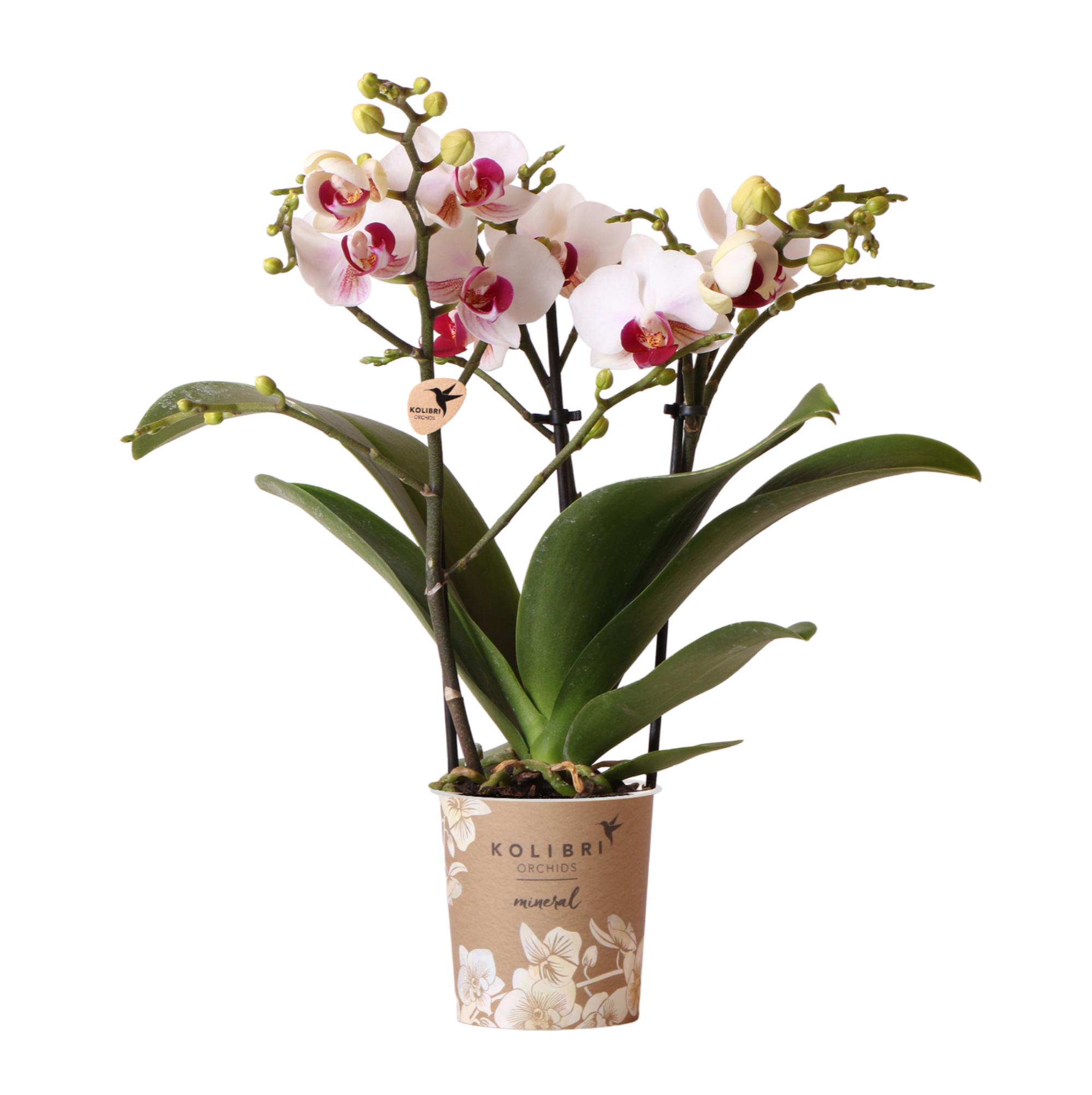 Kolibri Orchids | Witte Phalaenopsis orchidee en pot Ø9cm. Plante verte type Kolibri Orchids | Witte Phalaenopsis orchidee, livrée en pot, idéale pour intérieur lumineux.