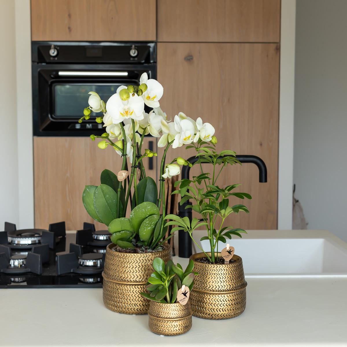 Kolibri Home | Groove bloempot en pot Ø9cm. Plante verte type Kolibri Home | Groove bloempot, livrée en pot, idéale pour intérieur lumineux. – Image 2
