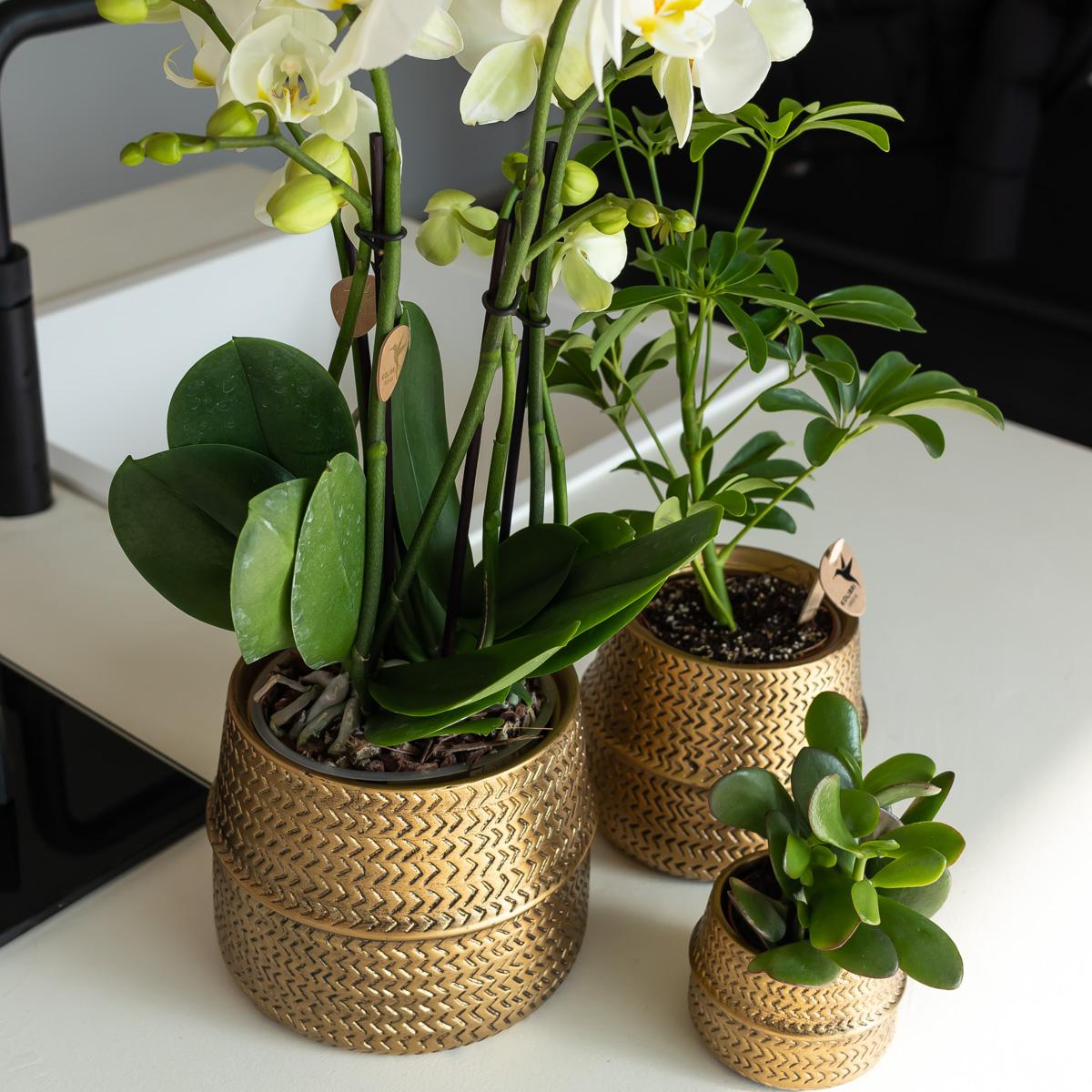 Kolibri Home | Groove bloempot en pot Ø9cm. Plante verte type Kolibri Home | Groove bloempot, livrée en pot, idéale pour intérieur lumineux. – Image 3