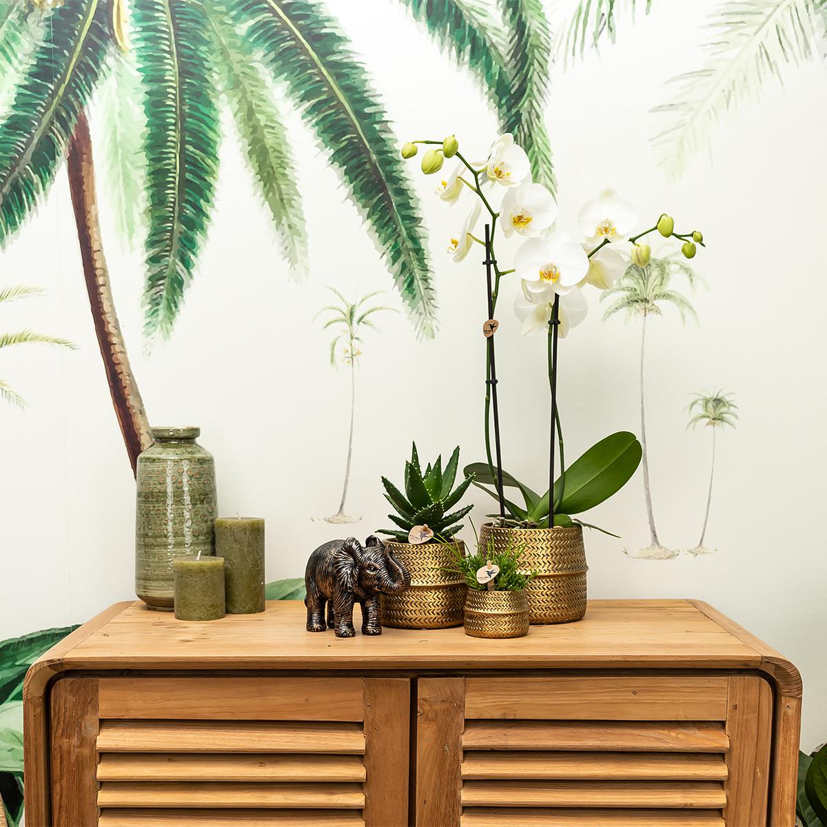 Kolibri Home | Groove bloempot en pot Ø9cm. Plante verte type Kolibri Home | Groove bloempot, livrée en pot, idéale pour intérieur lumineux. – Image 4