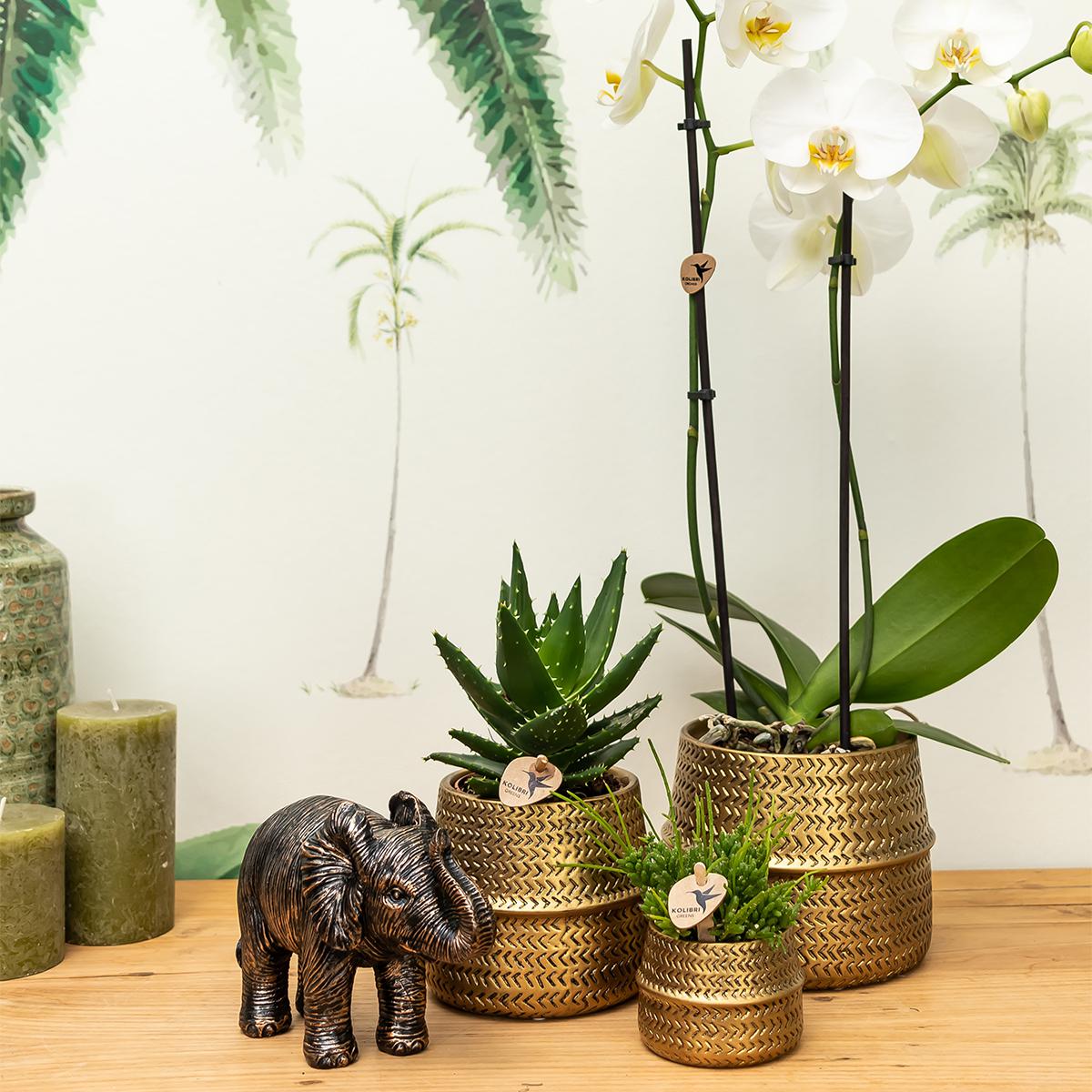 Kolibri Home | Groove bloempot en pot Ø9cm. Plante verte type Kolibri Home | Groove bloempot, livrée en pot, idéale pour intérieur lumineux. – Image 5
