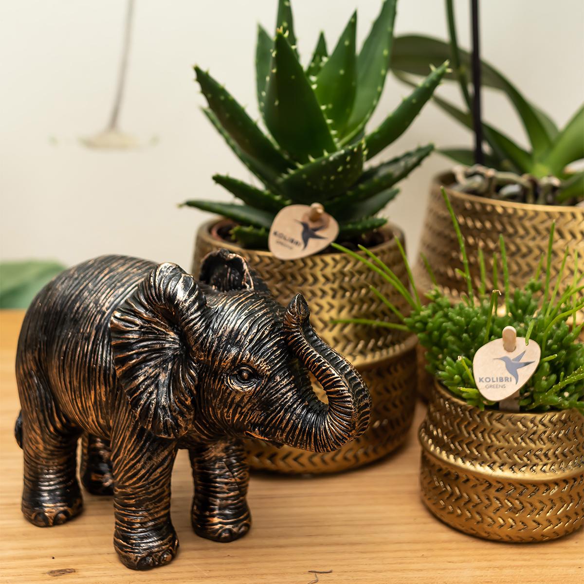 Kolibri Home | Groove bloempot en pot Ø9cm. Plante verte type Kolibri Home | Groove bloempot, livrée en pot, idéale pour intérieur lumineux. – Image 6