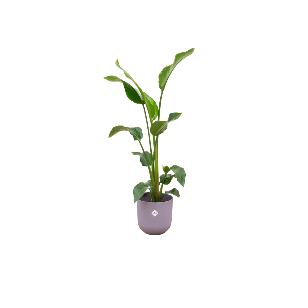 Combi deal en pot Ø23cm. Plante verte type Combi deal, livrée en pot, idéale pour intérieur lumineux.