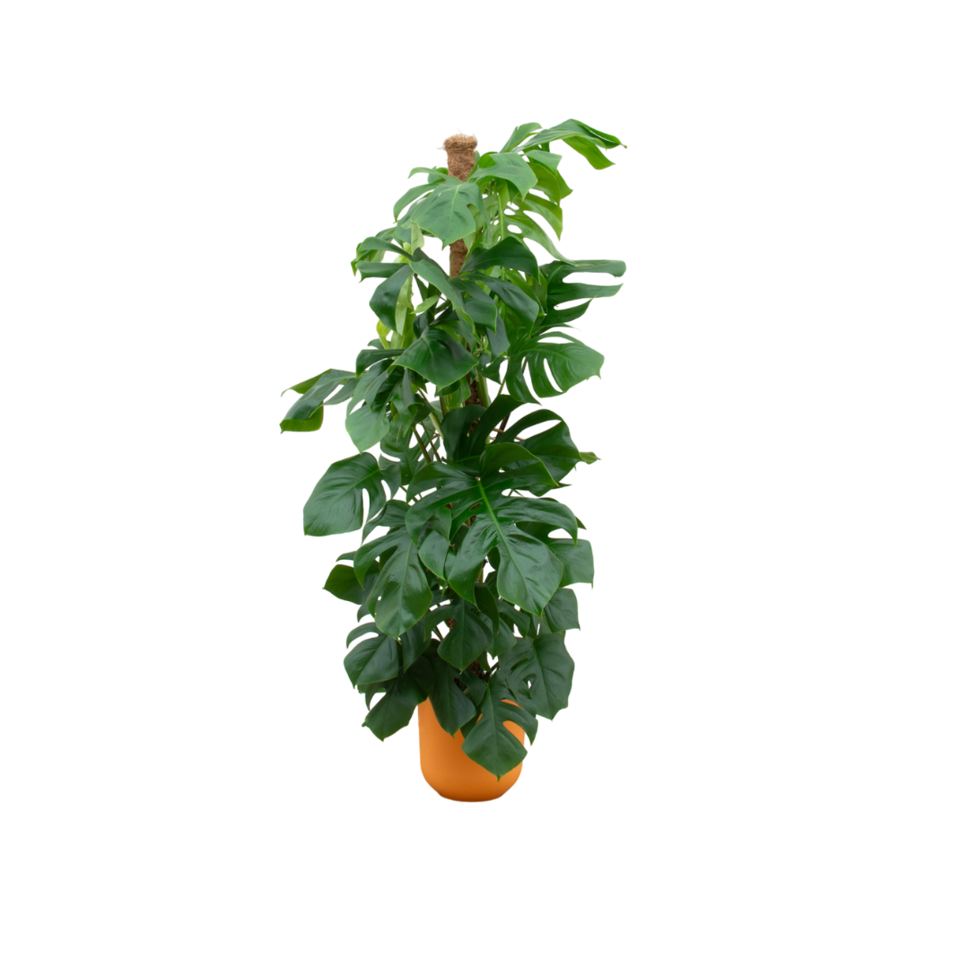 Combi deal en pot Ø26cm. Plante verte type Combi deal, livrée en pot, idéale pour intérieur lumineux.