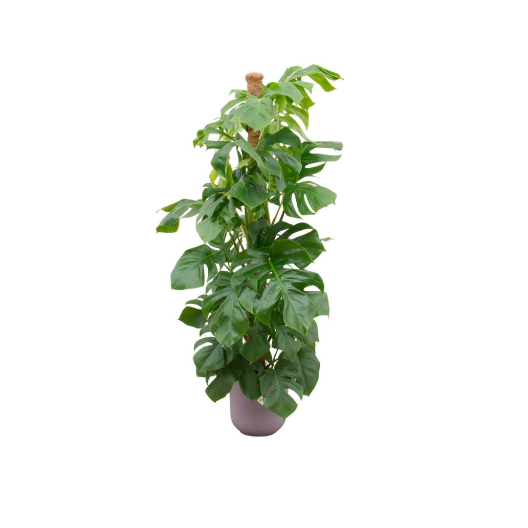Combi deal en pot Ø26cm. Plante verte type Combi deal, livrée en pot, idéale pour intérieur lumineux.