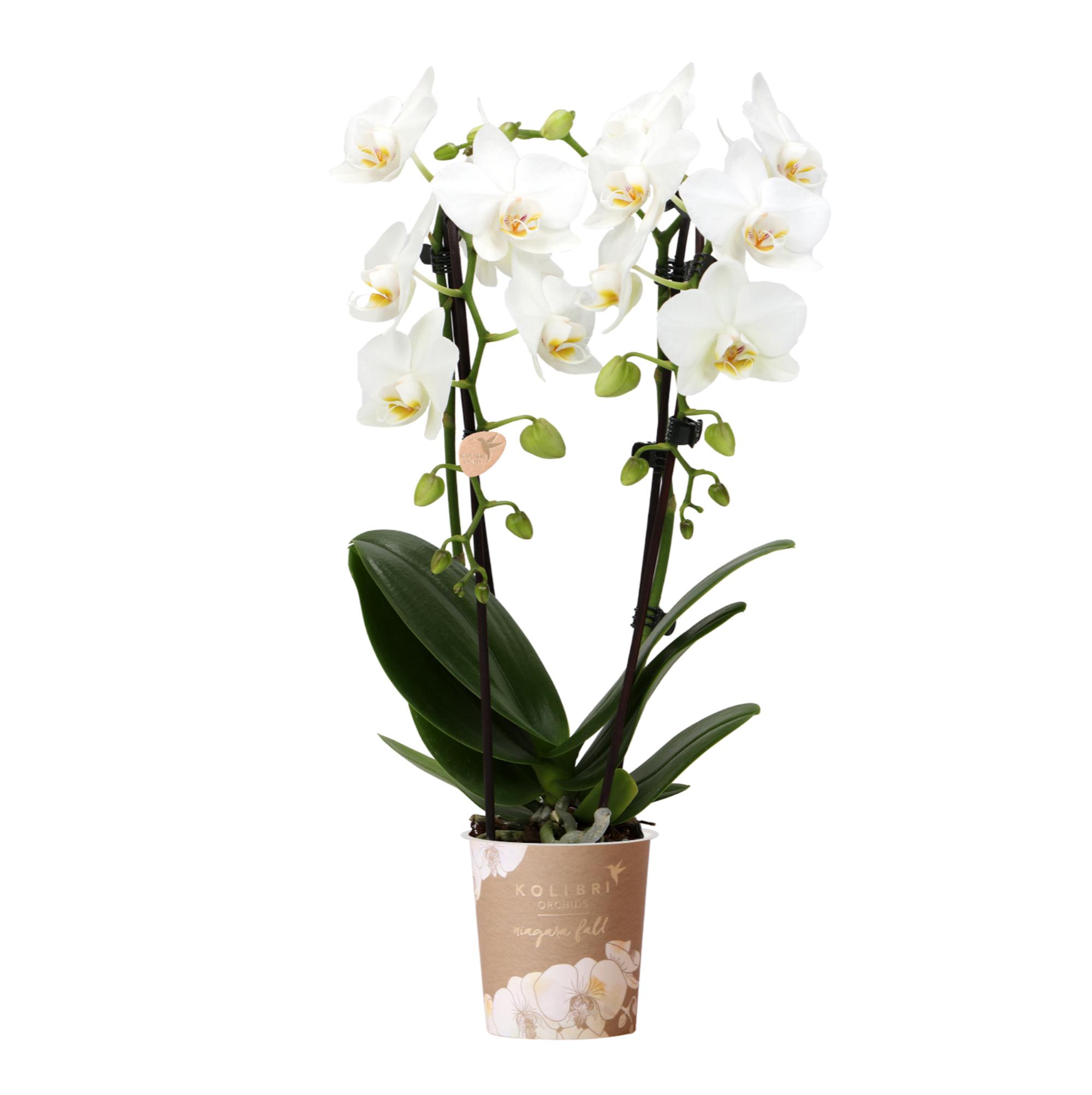 Kolibri Orchids | witte Phalaenopsis orchidee en pot Ø9cm. Plante verte type Kolibri Orchids | witte Phalaenopsis orchidee, livrée en pot, idéale pour intérieur lumineux.