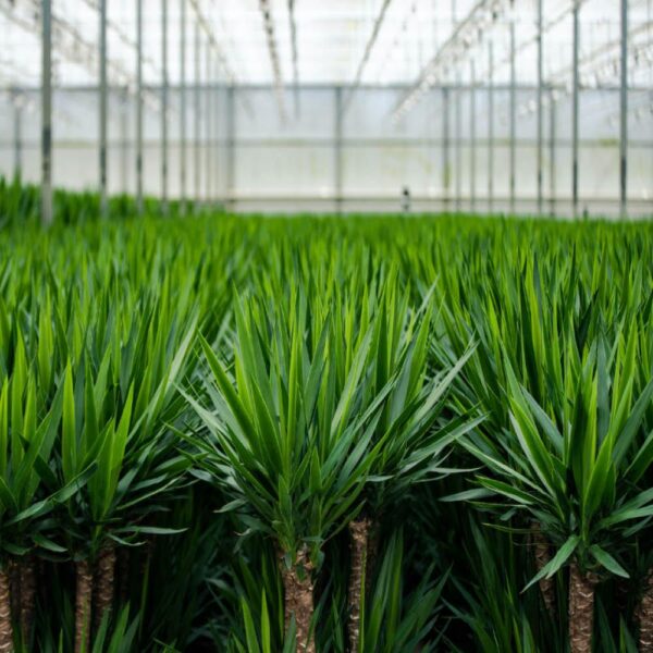 2x Yucca en pot Ø17cm. Plante verte type 2x Yucca, livrée en pot, idéale pour intérieur lumineux. – Image 7