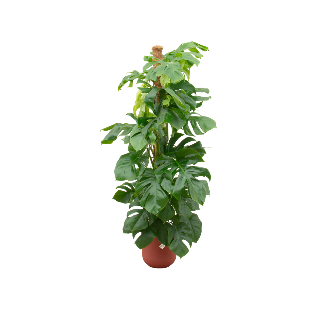 Combi deal en pot Ø26cm. Plante verte type Combi deal, livrée en pot, idéale pour intérieur lumineux.