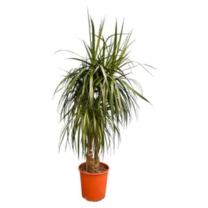 Dracaena Marginata vertakt en pot. Plante verte type Dracaena Marginata vertakt, livrée en pot, idéale pour intérieur lumineux.