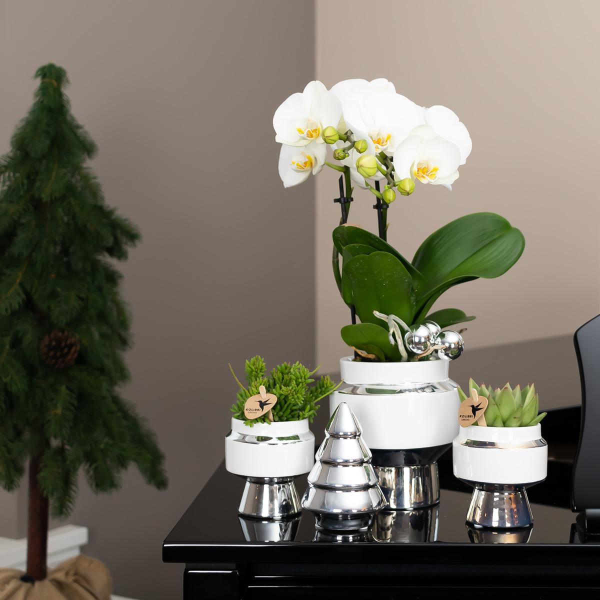 Kolibri Home | Le Chic bloempot en pot Ø9cm. Plante verte type Kolibri Home | Le Chic bloempot, livrée en pot, idéale pour intérieur lumineux. – Image 2