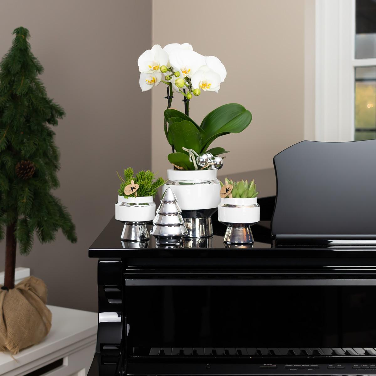 Kolibri Home | Le Chic bloempot en pot Ø9cm. Plante verte type Kolibri Home | Le Chic bloempot, livrée en pot, idéale pour intérieur lumineux. – Image 3