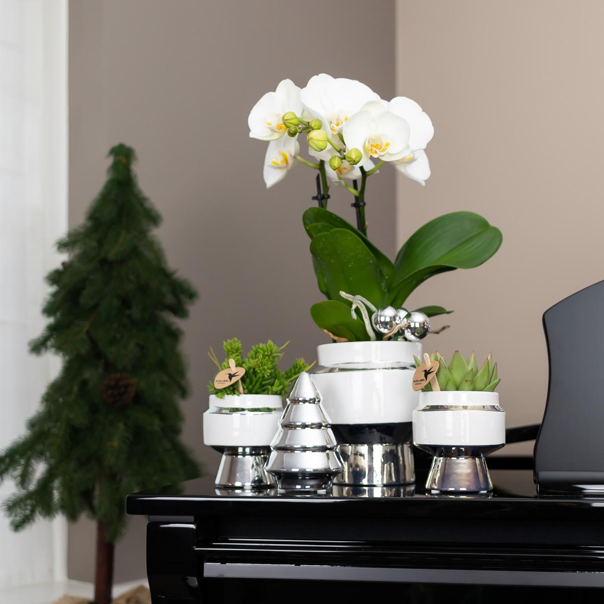 Kolibri Home | Le Chic bloempot en pot Ø9cm. Plante verte type Kolibri Home | Le Chic bloempot, livrée en pot, idéale pour intérieur lumineux. – Image 4