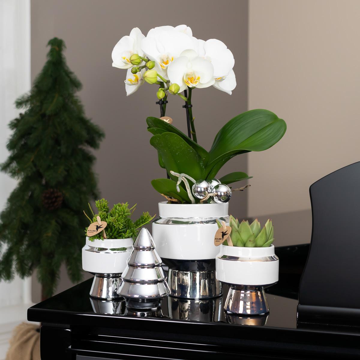 Kolibri Home | Le Chic bloempot en pot Ø9cm. Plante verte type Kolibri Home | Le Chic bloempot, livrée en pot, idéale pour intérieur lumineux. – Image 5