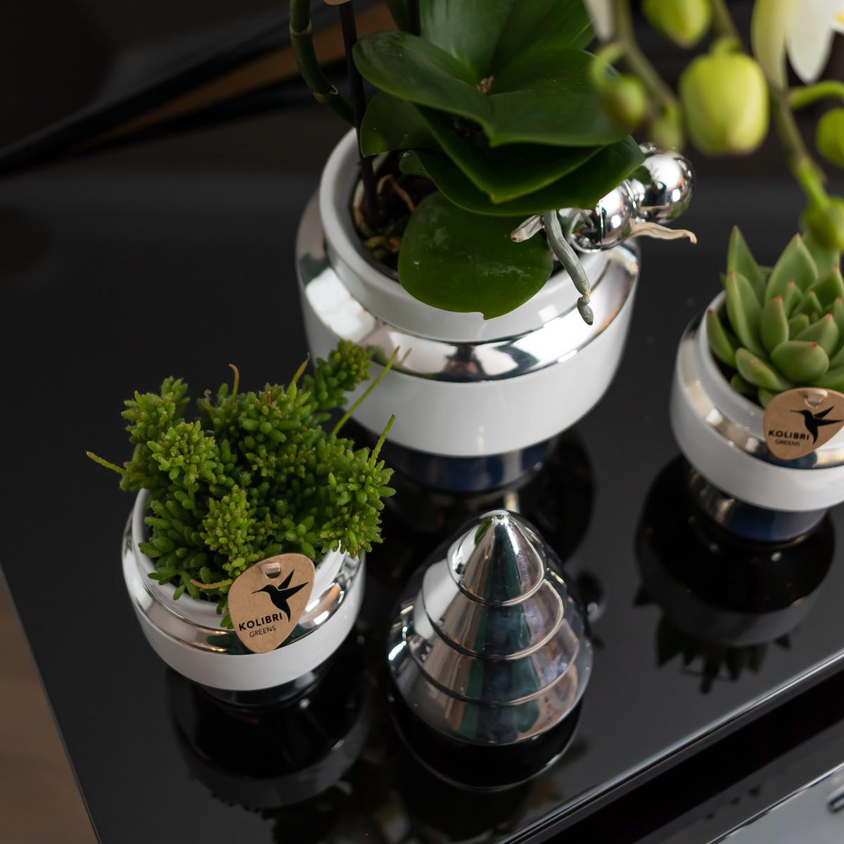 Kolibri Home | Le Chic bloempot en pot Ø9cm. Plante verte type Kolibri Home | Le Chic bloempot, livrée en pot, idéale pour intérieur lumineux. – Image 6