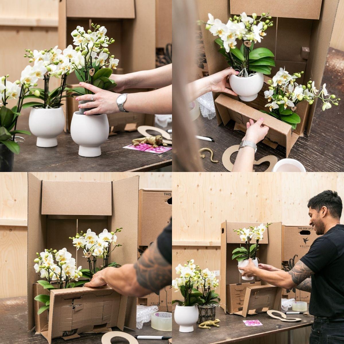 Kolibri Home | Le Chic bloempot en pot Ø9cm. Plante verte type Kolibri Home | Le Chic bloempot, livrée en pot, idéale pour intérieur lumineux. – Image 7