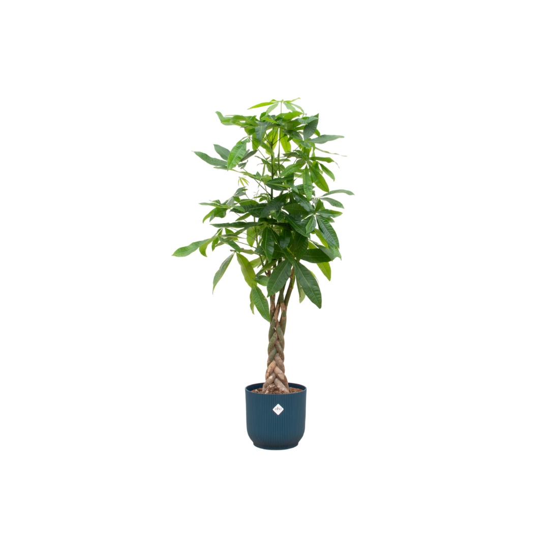 Pachira Aquatica inclusief elho Vibes Fold Round blauw en pot Ø30cm. Plante verte type Pachira Aquatica inclusief elho Vibes Fold Round blauw, livrée en pot, idéale pour intérieur lumineux.