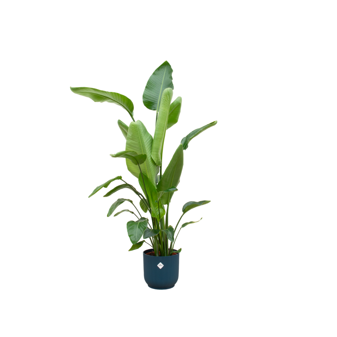 Strelitzia Nicolai inclusief elho Vibes Fold Round blauw en pot Ø30cm. Plante verte type Strelitzia Nicolai inclusief elho Vibes Fold Round blauw, livrée en pot, idéale pour intérieur lumineux.