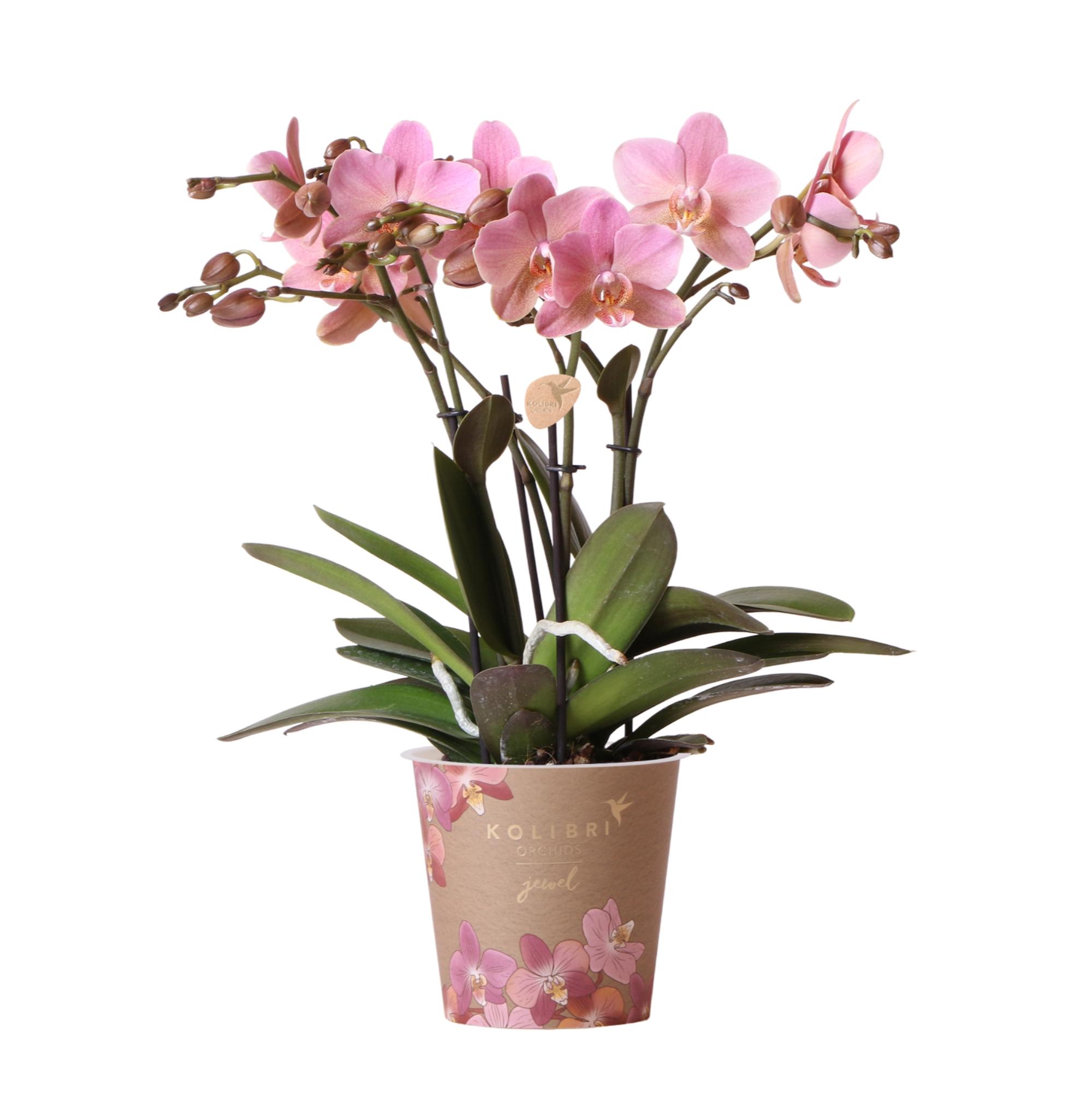 Kolibri Orchids | Oudroze Phalaenopsis orchidee en pot Ø12cm. Plante verte type Kolibri Orchids | Oudroze Phalaenopsis orchidee, livrée en pot, idéale pour intérieur lumineux.