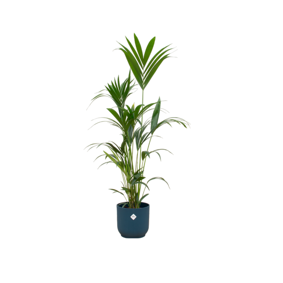 Kentia palm inclusief elho Vibes Fold Round blauw en pot Ø30cm. Plante verte type Kentia palm inclusief elho Vibes Fold Round blauw, livrée en pot, idéale pour intérieur lumineux.