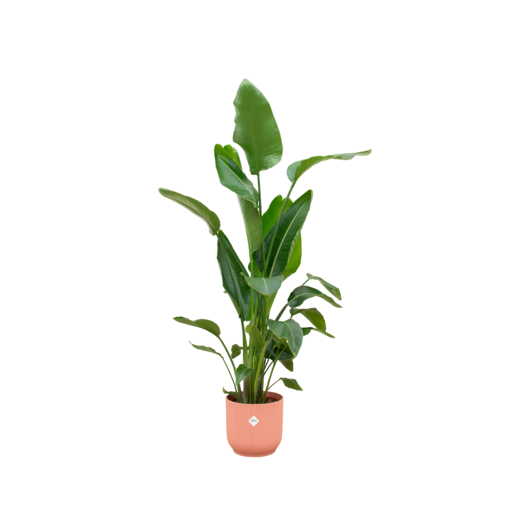 Strelitzia Nicolai inclusief elho Vibes Fold Round roze en pot Ø30cm. Plante verte type Strelitzia Nicolai inclusief elho Vibes Fold Round roze, livrée en pot, idéale pour intérieur lumineux.
