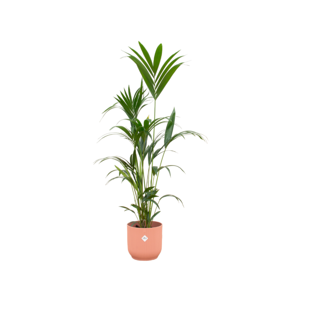 Kentia palm inclusief elho Vibes Fold Round roze en pot Ø30cm. Plante verte type Kentia palm inclusief elho Vibes Fold Round roze, livrée en pot, idéale pour intérieur lumineux.