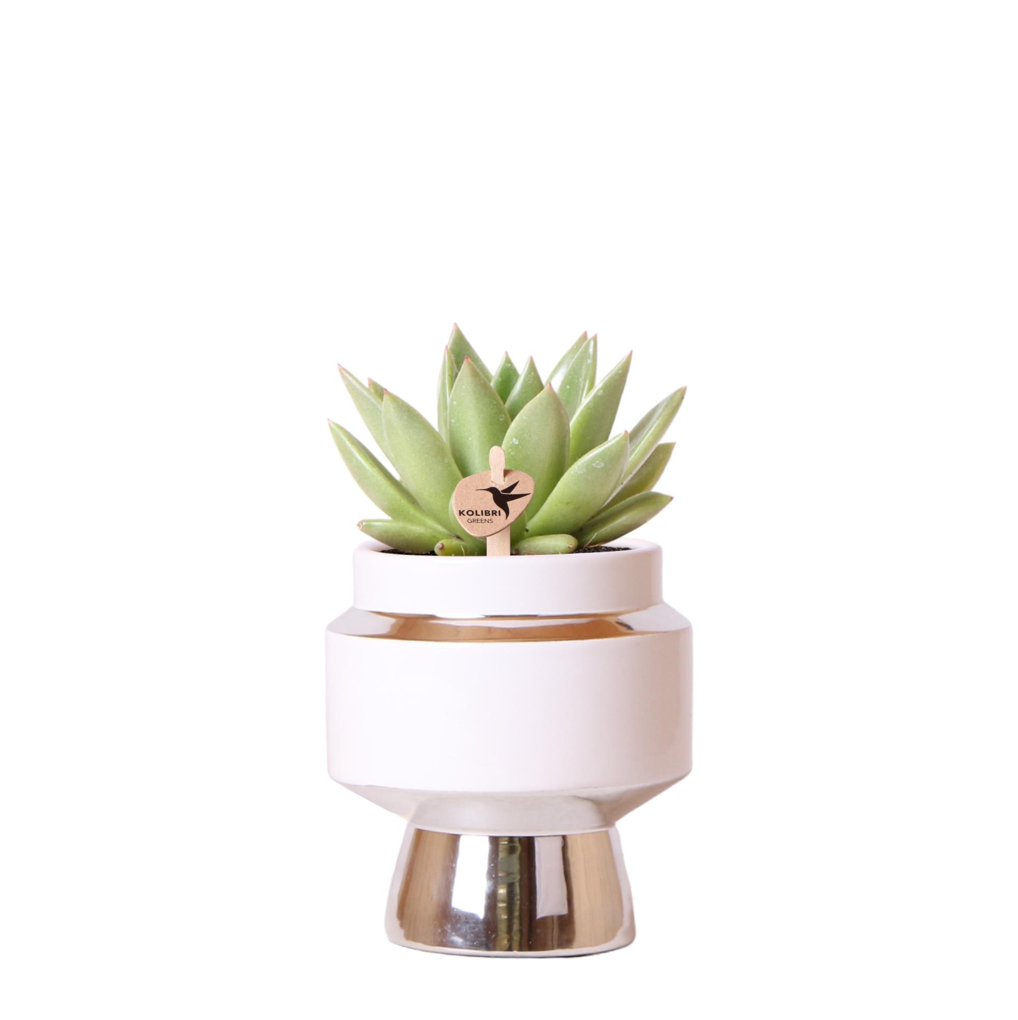 Kolibri Greens | Groene plant en pot Ø9cm. Plante verte type Kolibri Greens | Groene plant, livrée en pot, idéale pour intérieur lumineux.